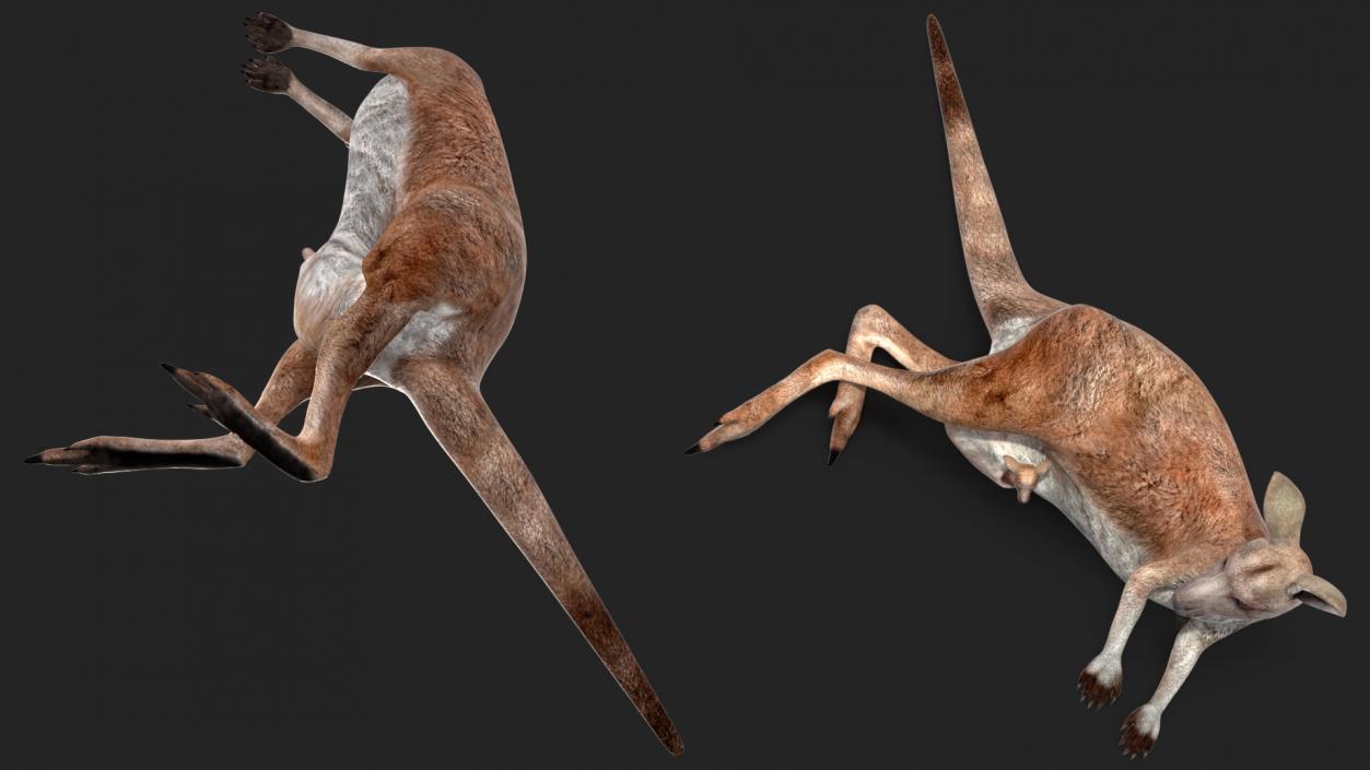 3D Mother Kangaroo with Baby Lying