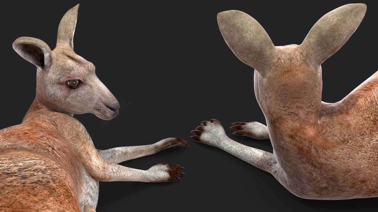 3D Mother Kangaroo with Baby Lying