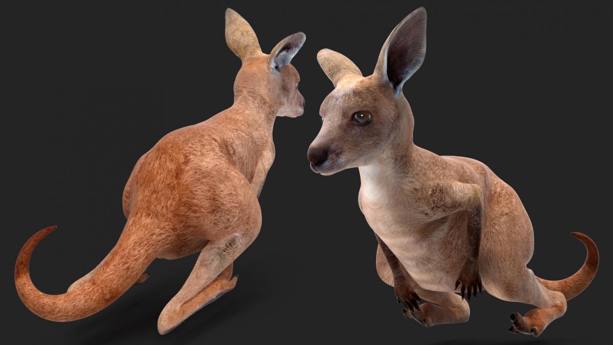 3D Mother Kangaroo with Baby Lying