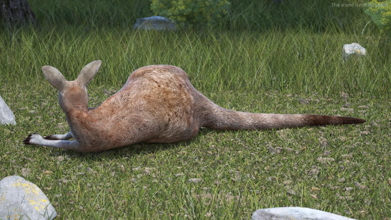 3D Mother Kangaroo with Baby Lying