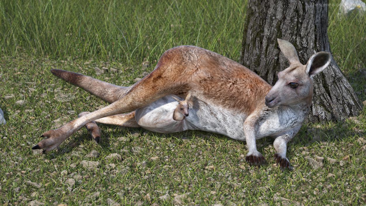 3D Mother Kangaroo with Baby Lying