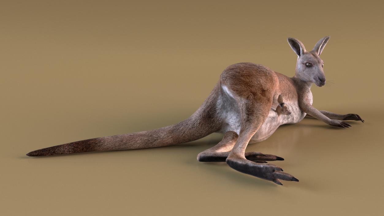 3D Mother Kangaroo with Baby Lying