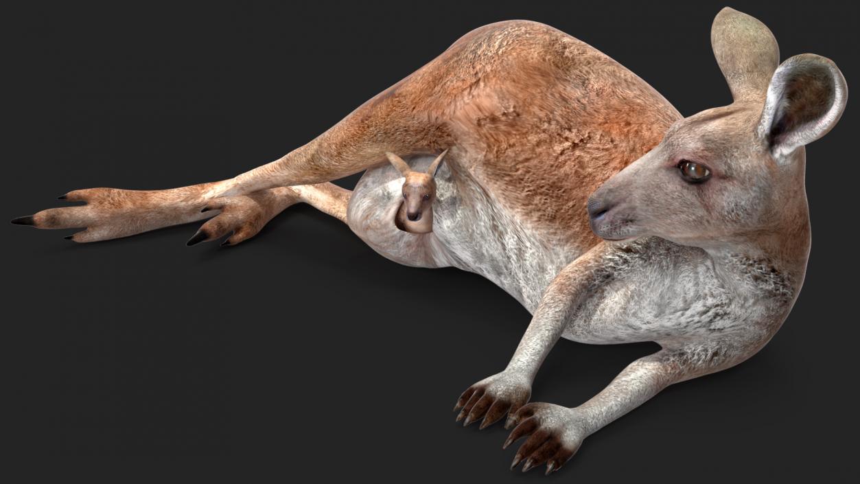 3D Mother Kangaroo with Baby Lying