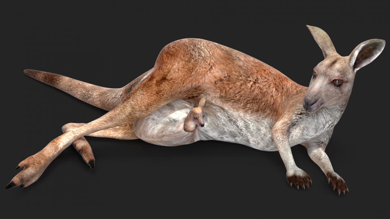 3D Mother Kangaroo with Baby Lying