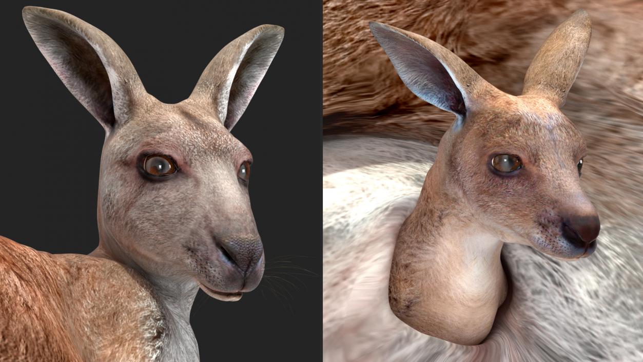 3D Mother Kangaroo with Baby Lying