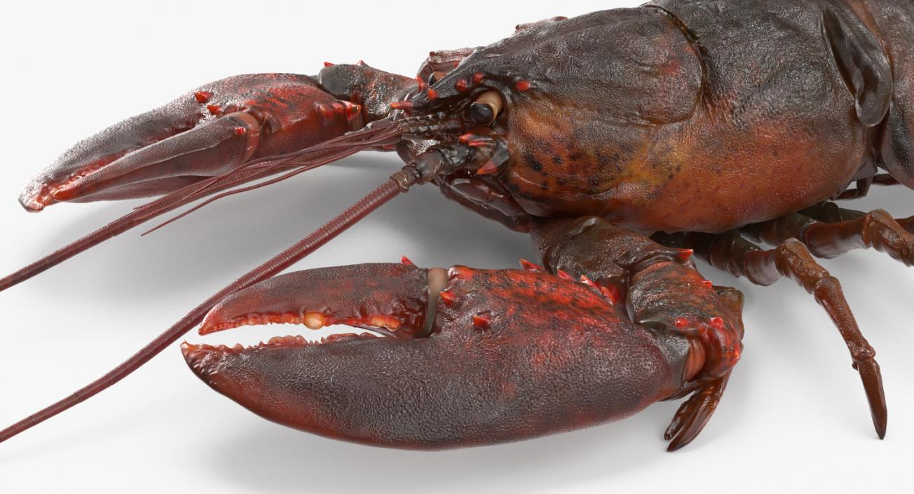 Lobster and Langouste Rigged Collection 3D model