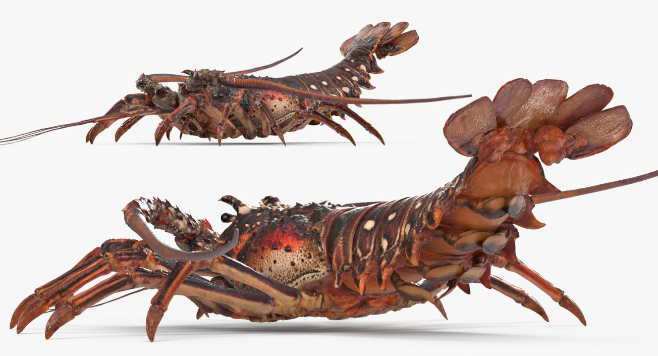 Lobster and Langouste Rigged Collection 3D model