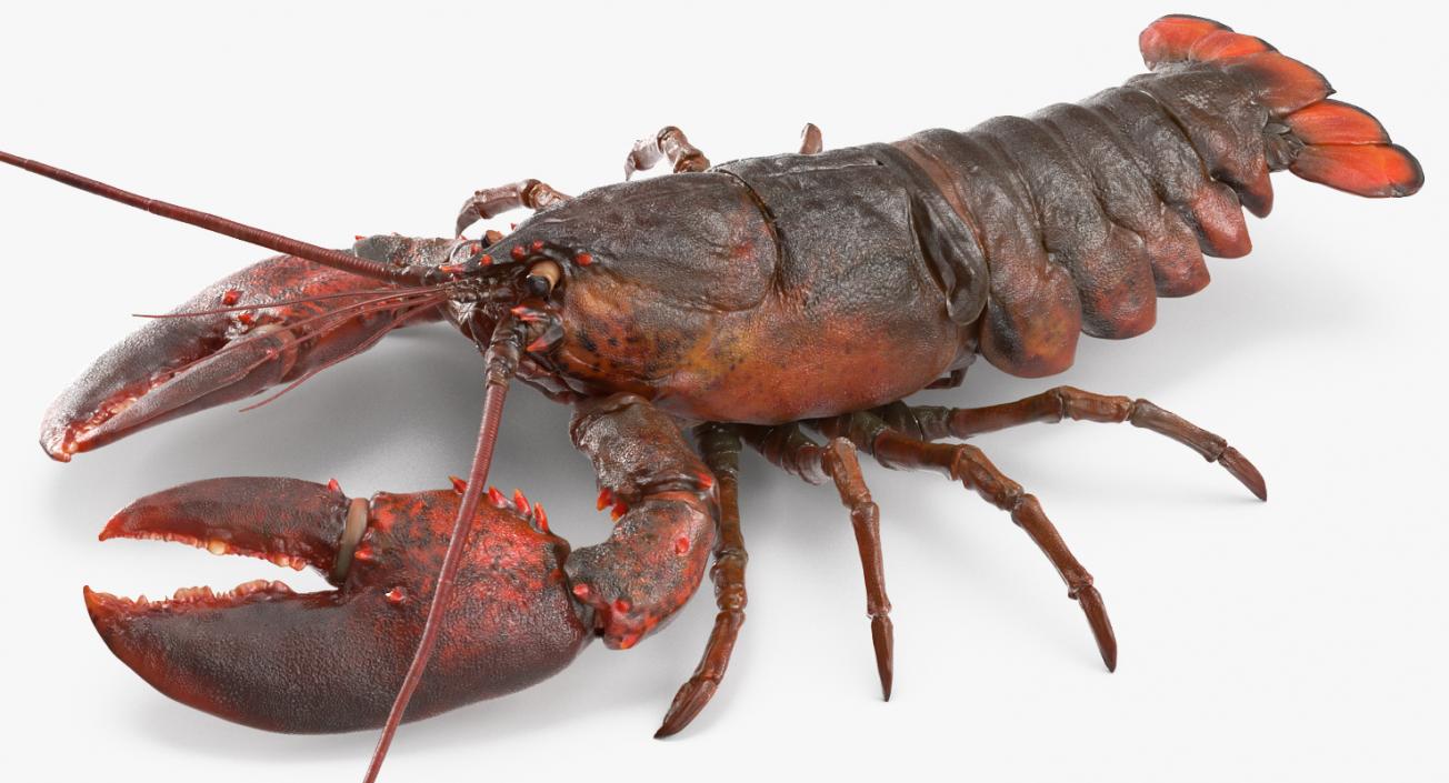 Lobster and Langouste Rigged Collection 3D model