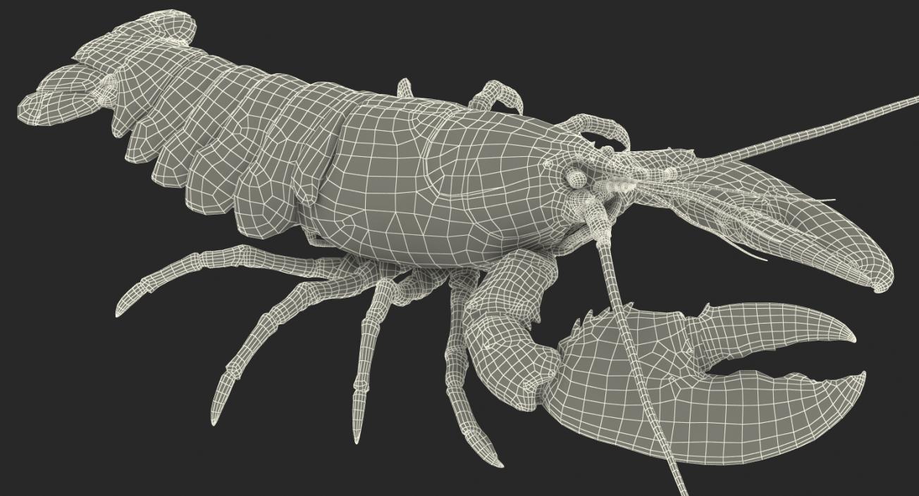 Lobster and Langouste Rigged Collection 3D model