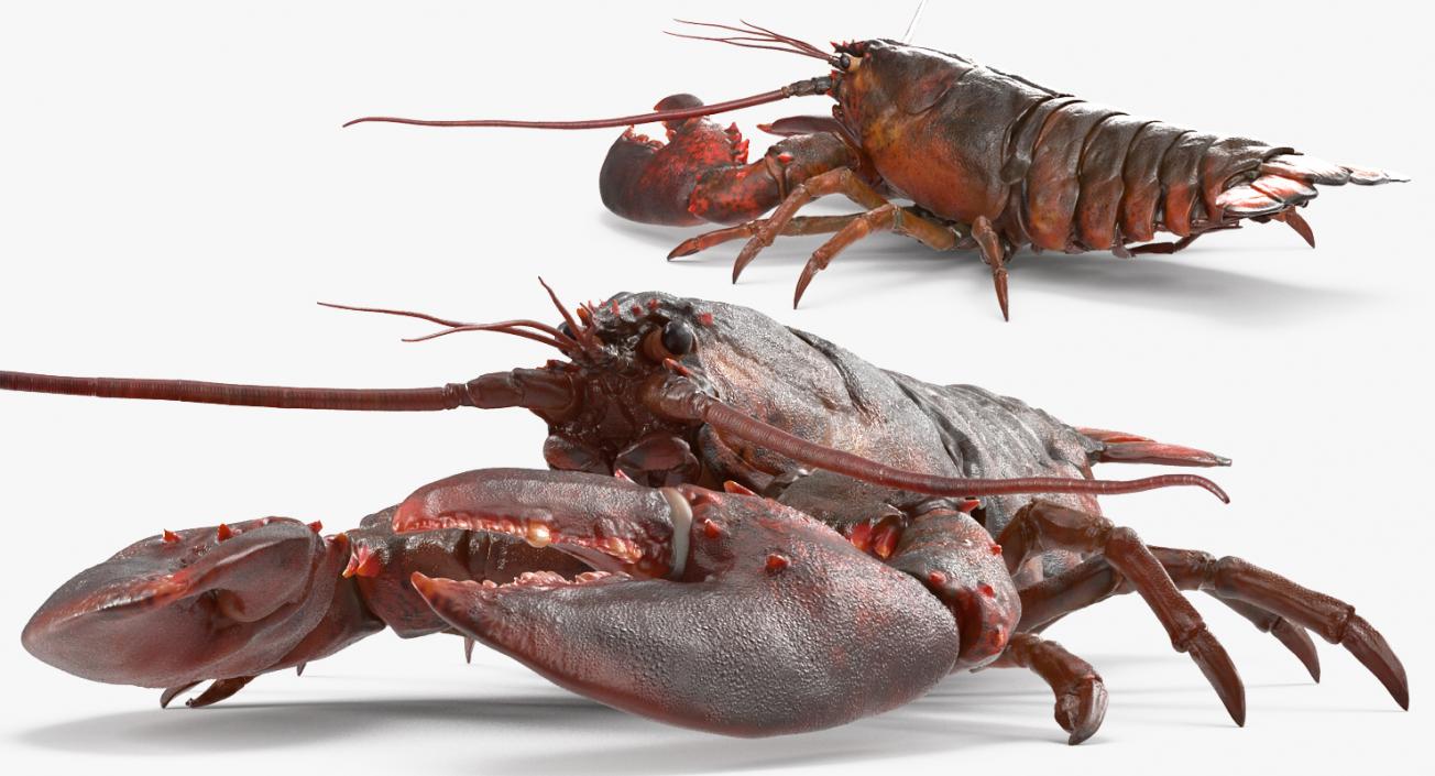 Lobster and Langouste Rigged Collection 3D model