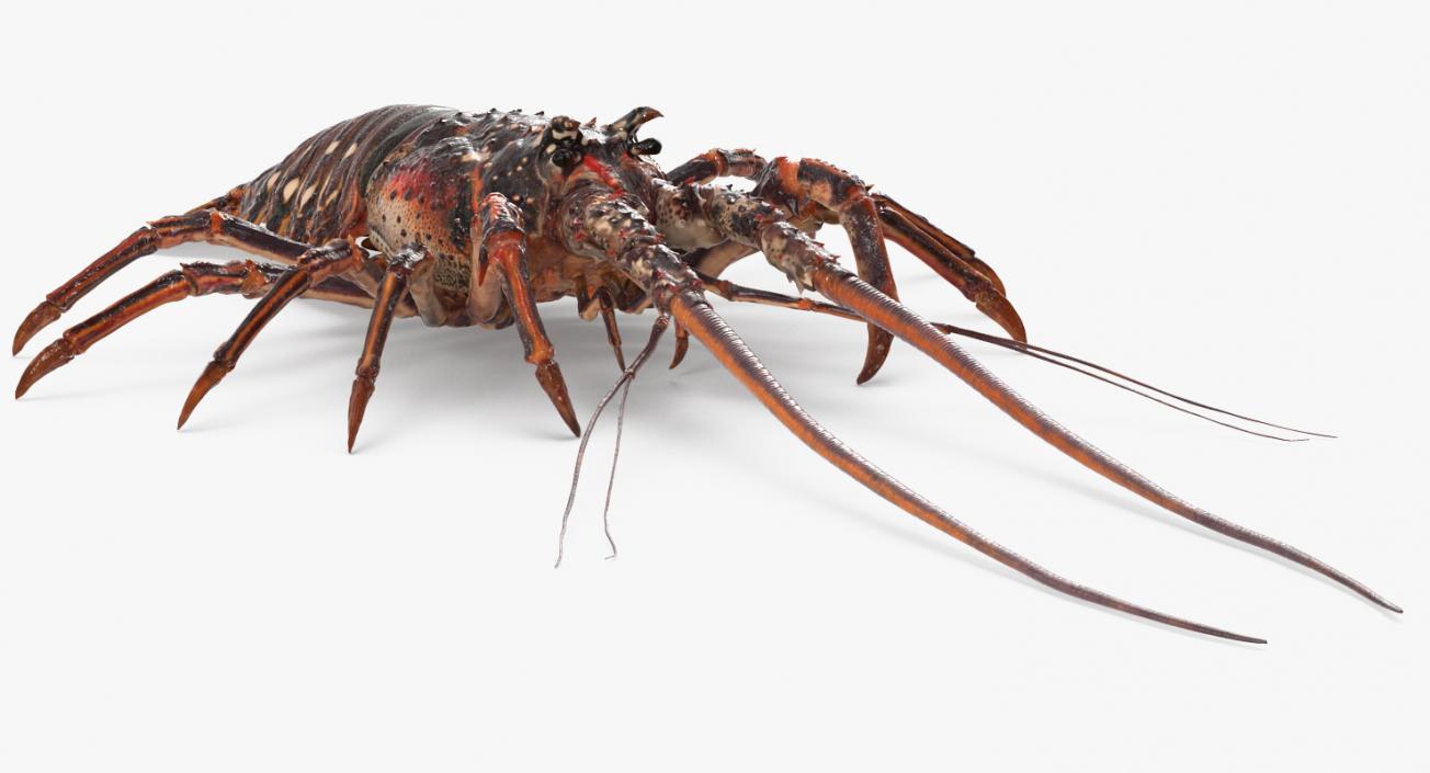 Lobster and Langouste Rigged Collection 3D model