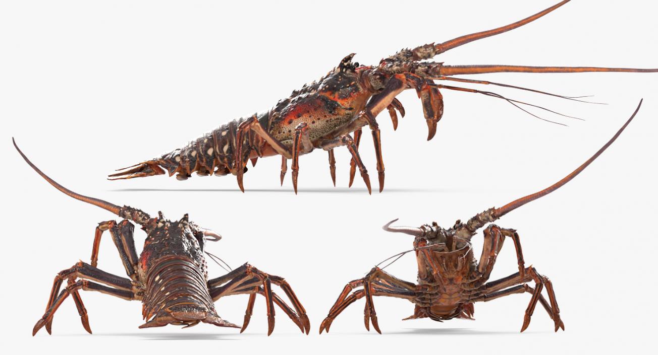 Lobster and Langouste Rigged Collection 3D model