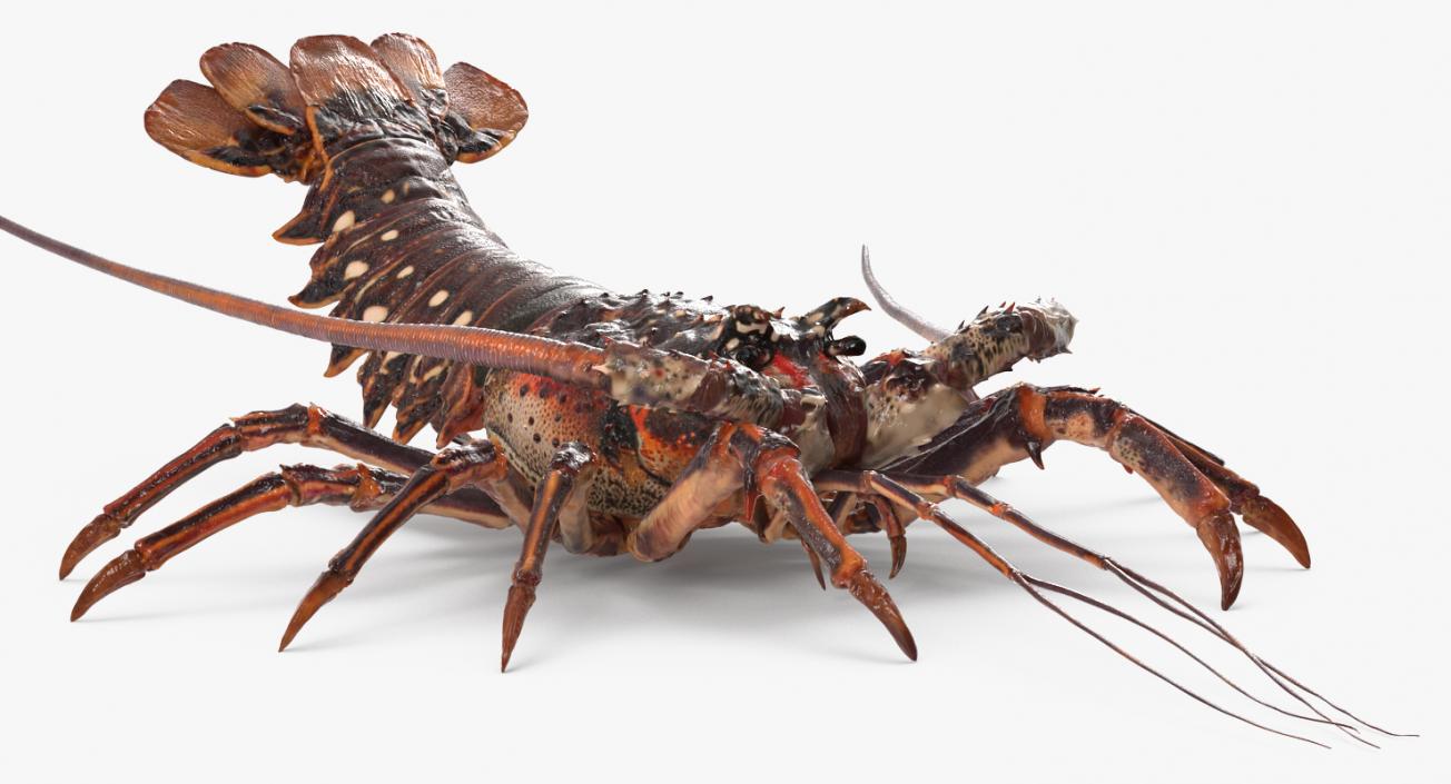 Lobster and Langouste Rigged Collection 3D model