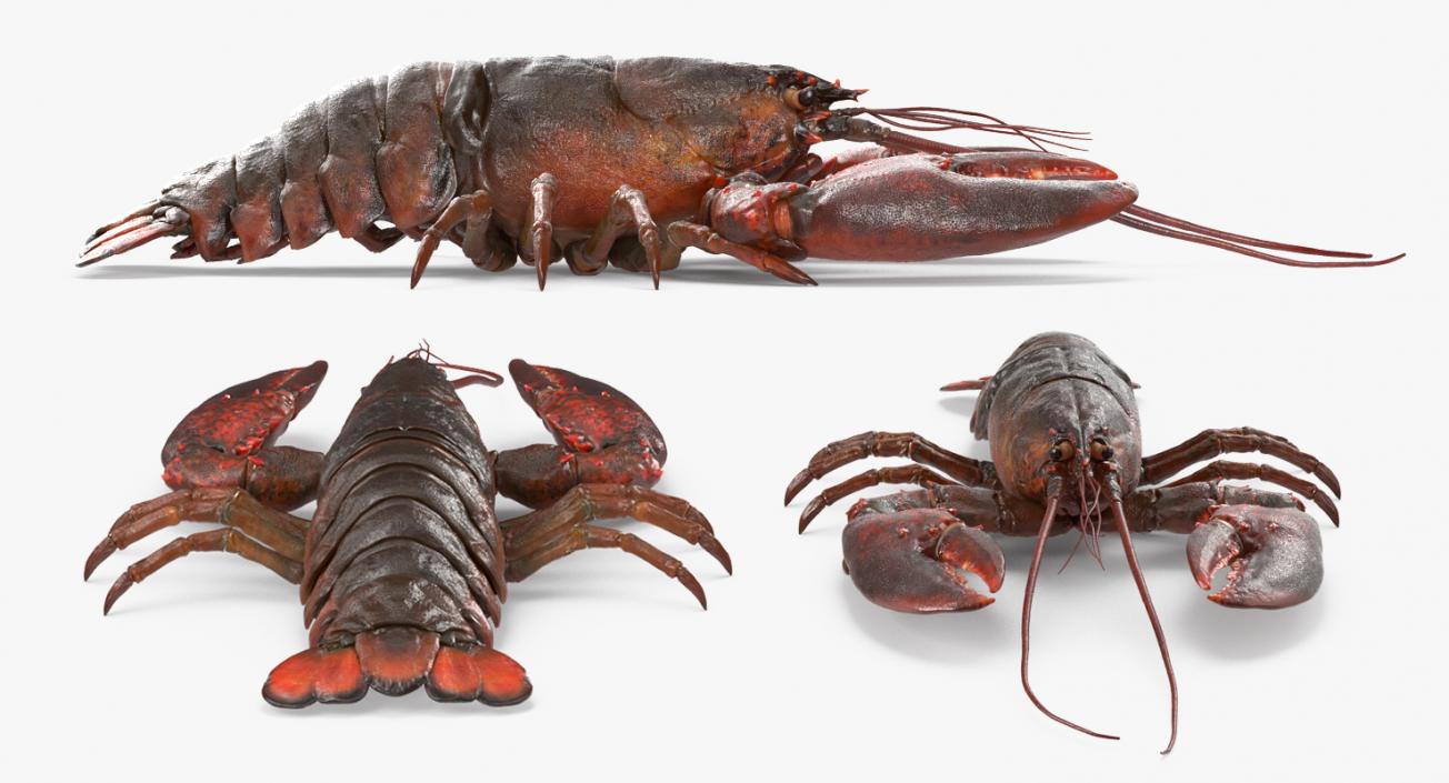 Lobster and Langouste Rigged Collection 3D model