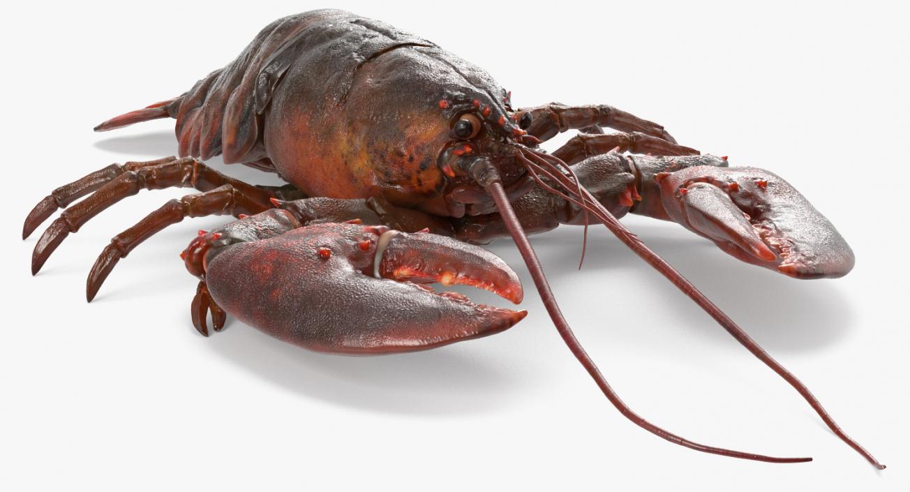 Lobster and Langouste Rigged Collection 3D model