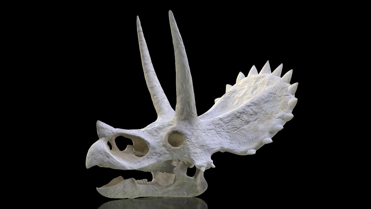 Triceratops Skull 3D