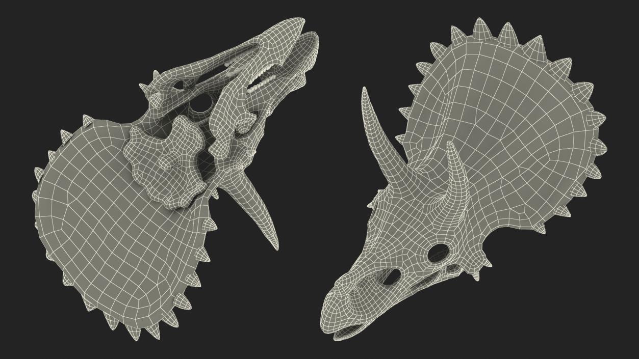 Triceratops Skull 3D