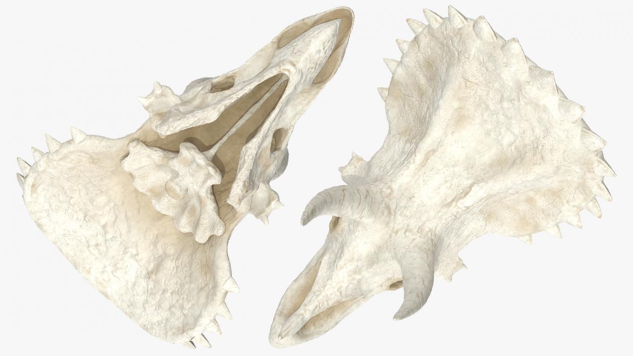 Triceratops Skull 3D