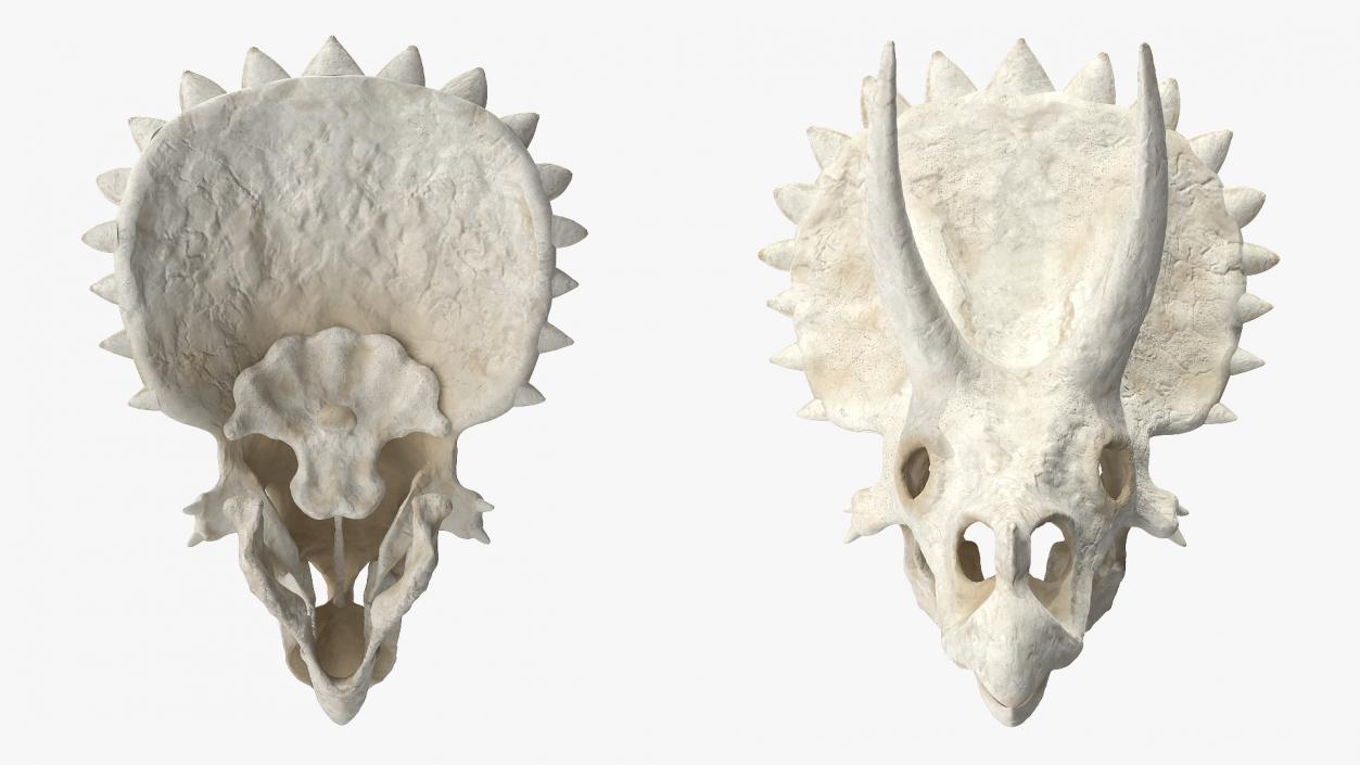 Triceratops Skull 3D