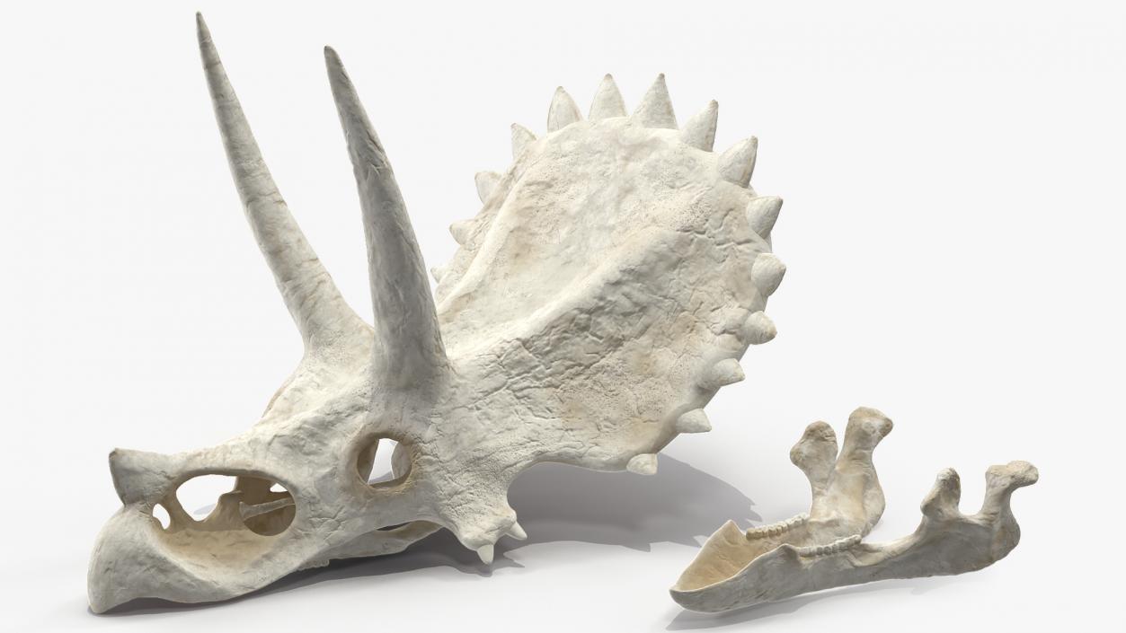 Triceratops Skull 3D