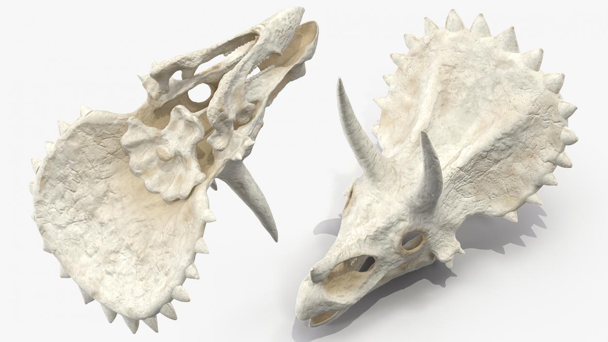 Triceratops Skull 3D