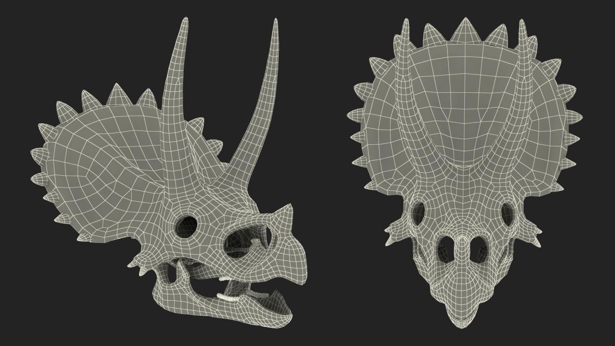 Triceratops Skull 3D