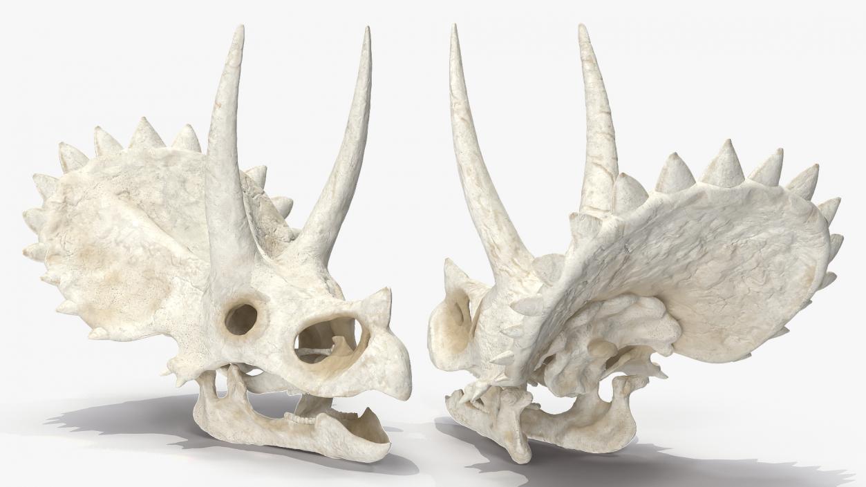 Triceratops Skull 3D