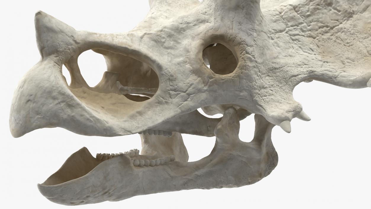 Triceratops Skull 3D