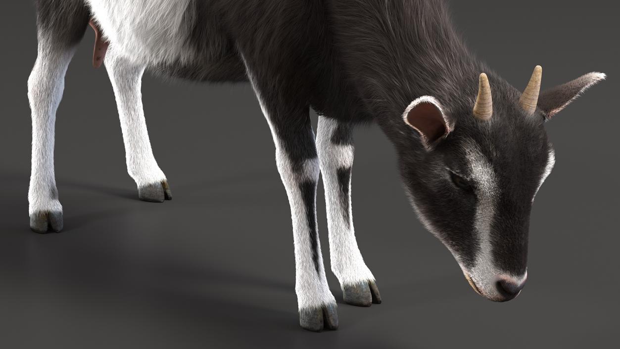 3D Grazing Goat Black-White Fur model