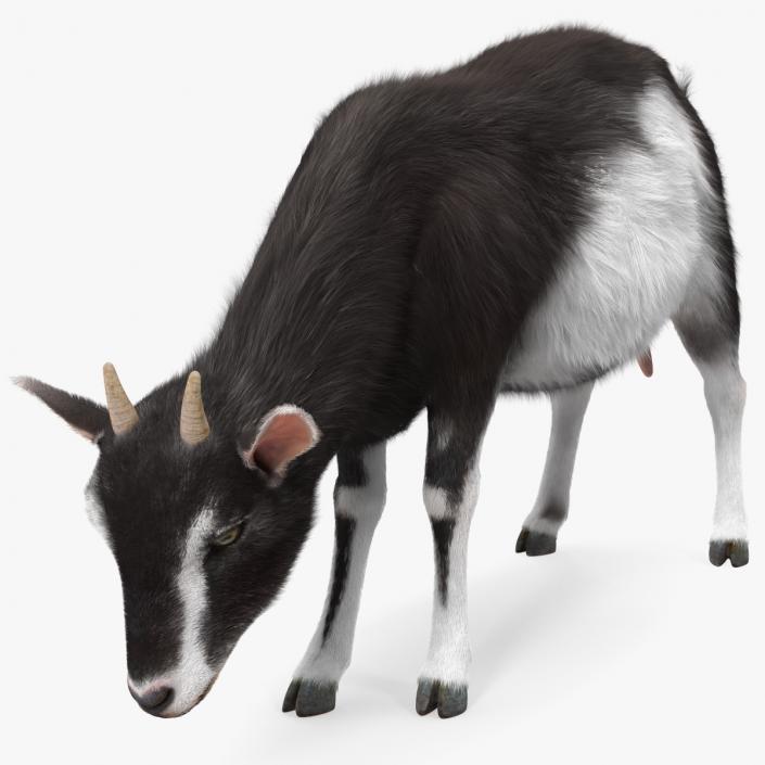 3D Grazing Goat Black-White Fur model