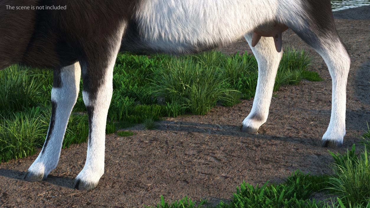 3D Grazing Goat Black-White Fur model