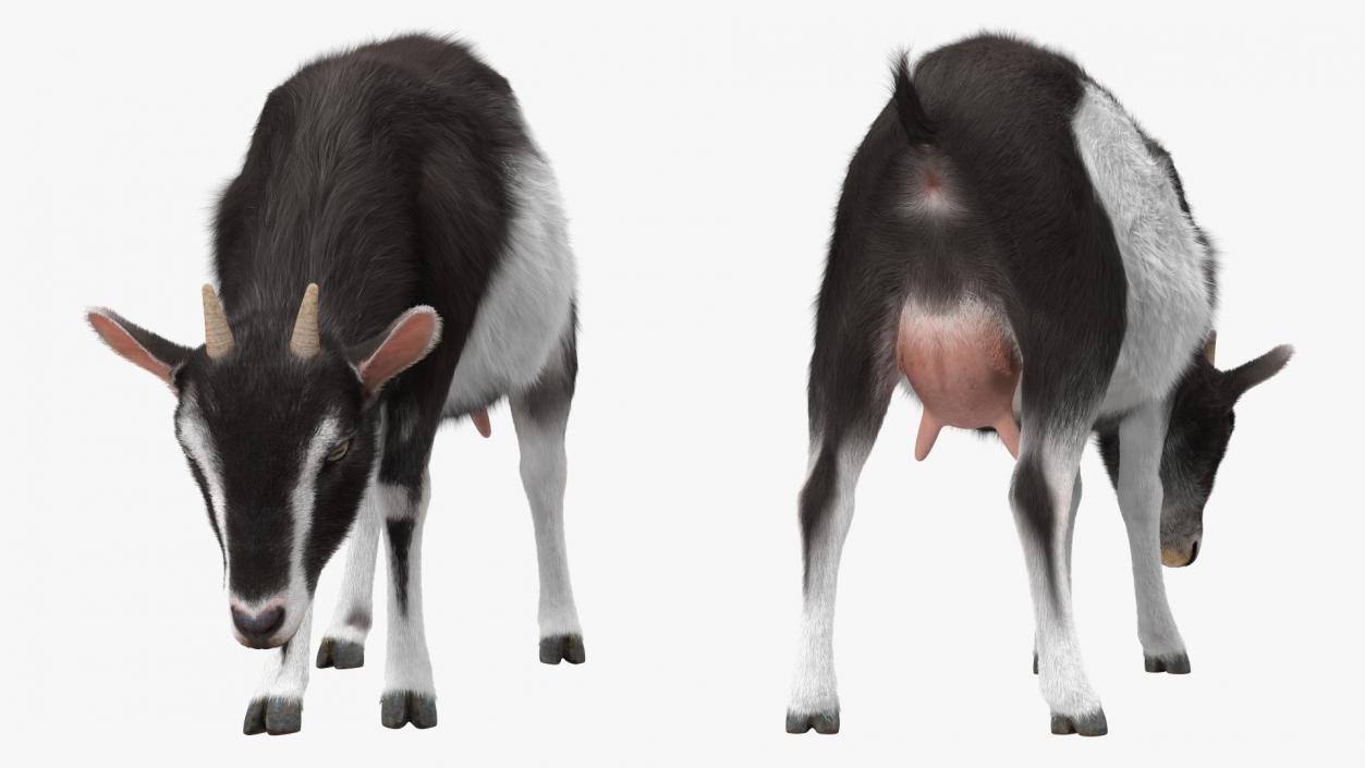 3D Grazing Goat Black-White Fur model