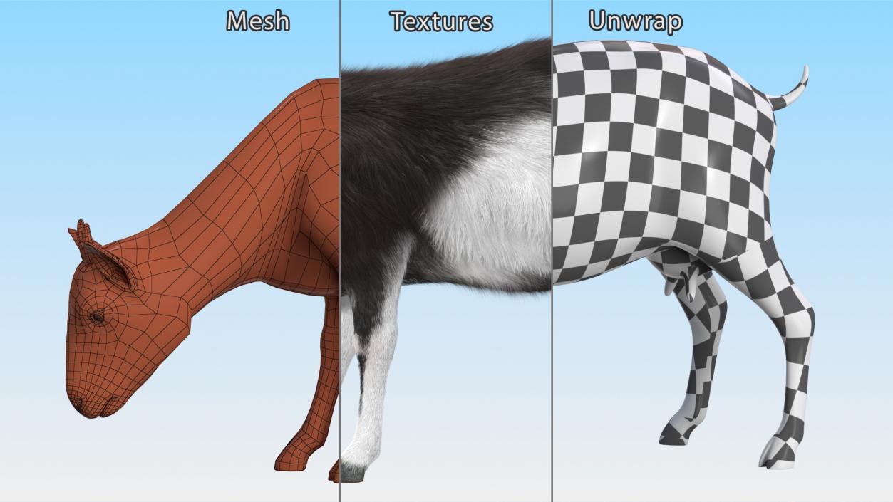 3D Grazing Goat Black-White Fur model