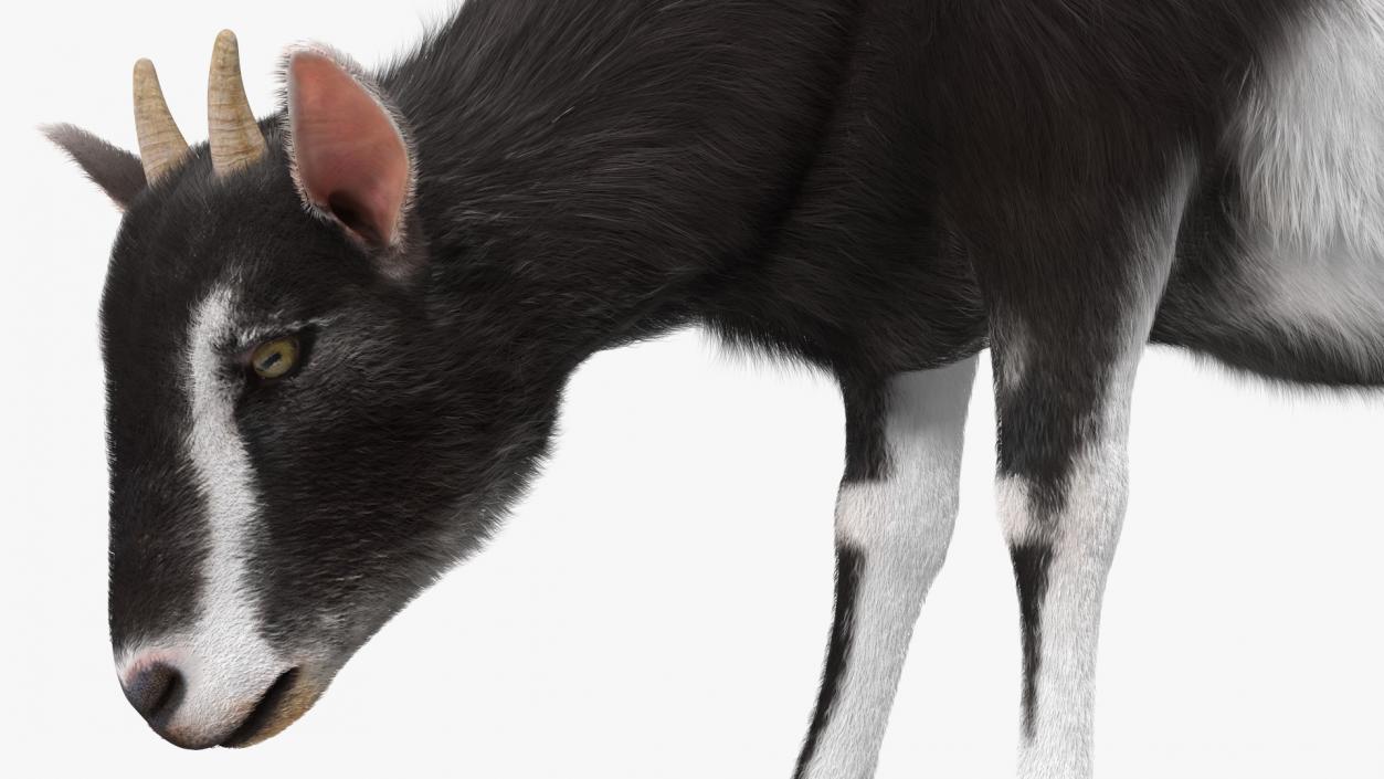 3D Grazing Goat Black-White Fur model