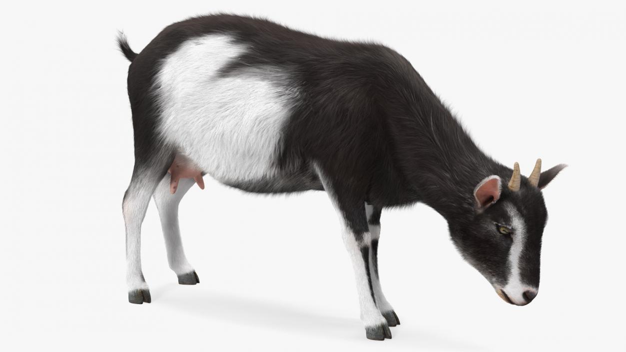 3D Grazing Goat Black-White Fur model