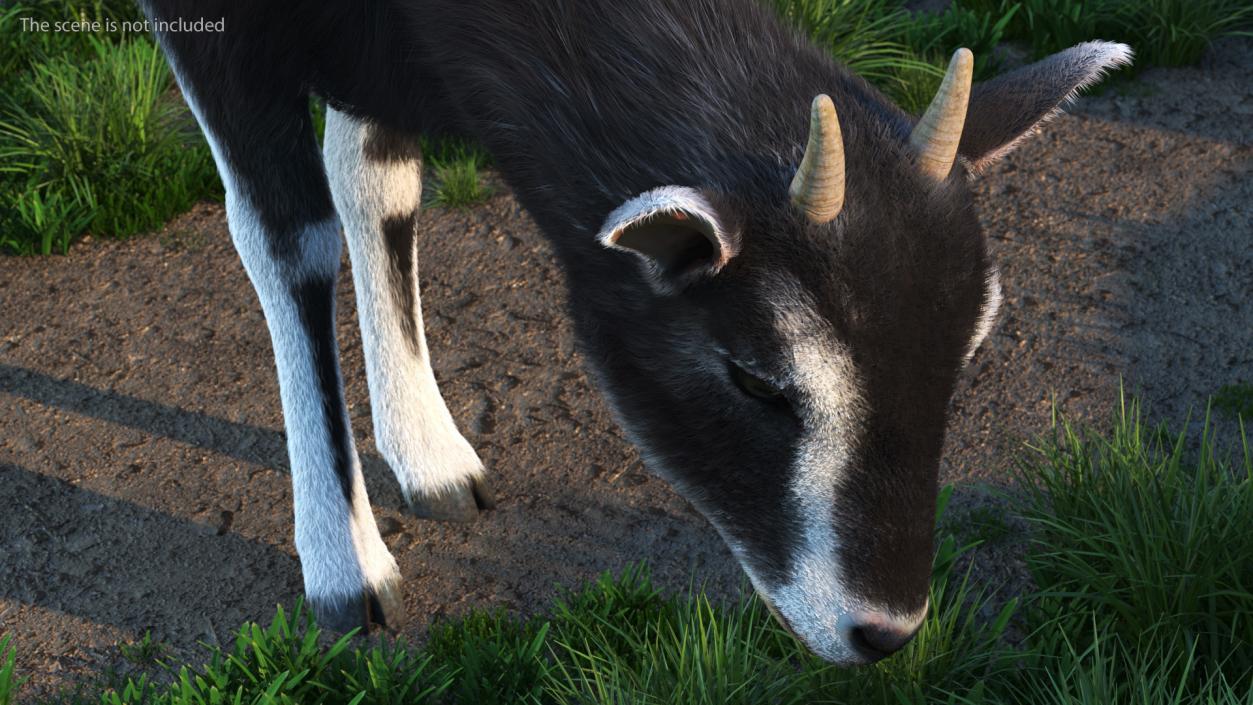 3D Grazing Goat Black-White Fur model