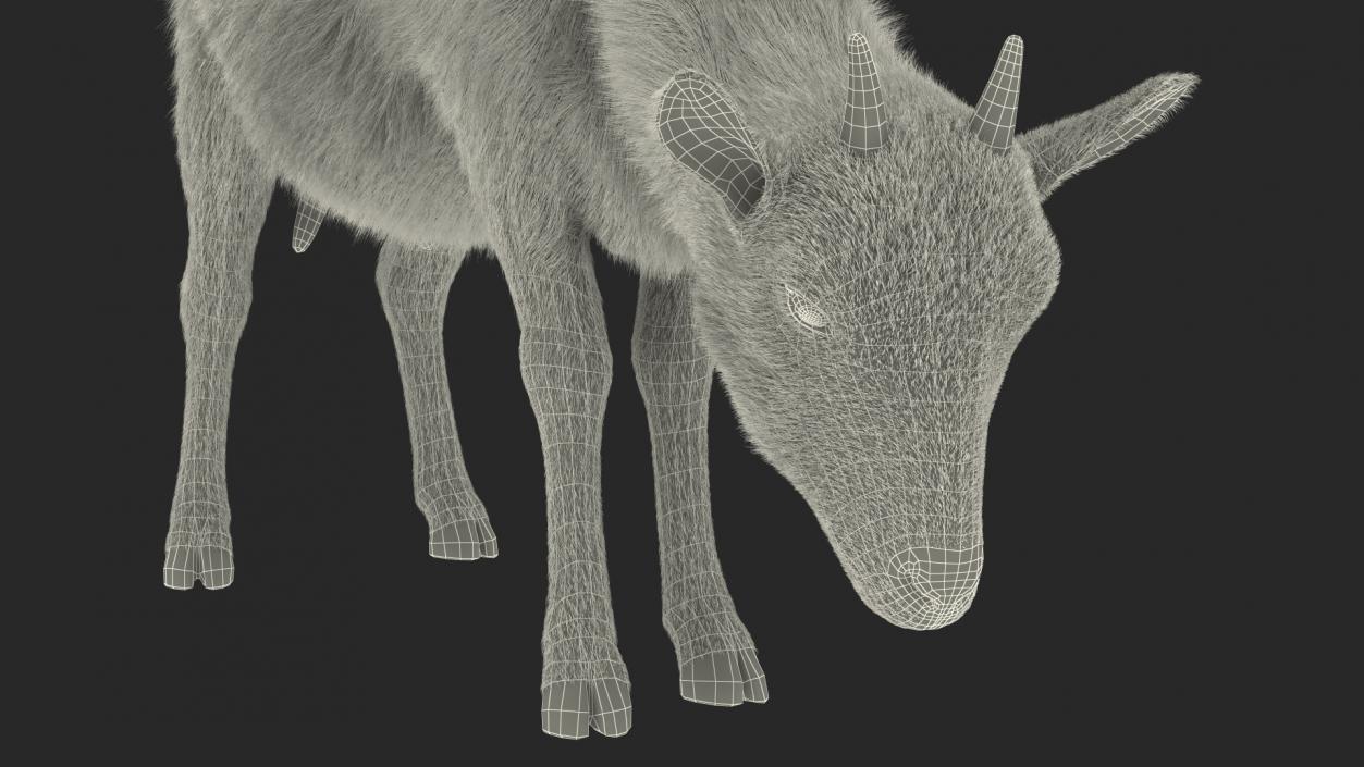 3D Grazing Goat Black-White Fur model