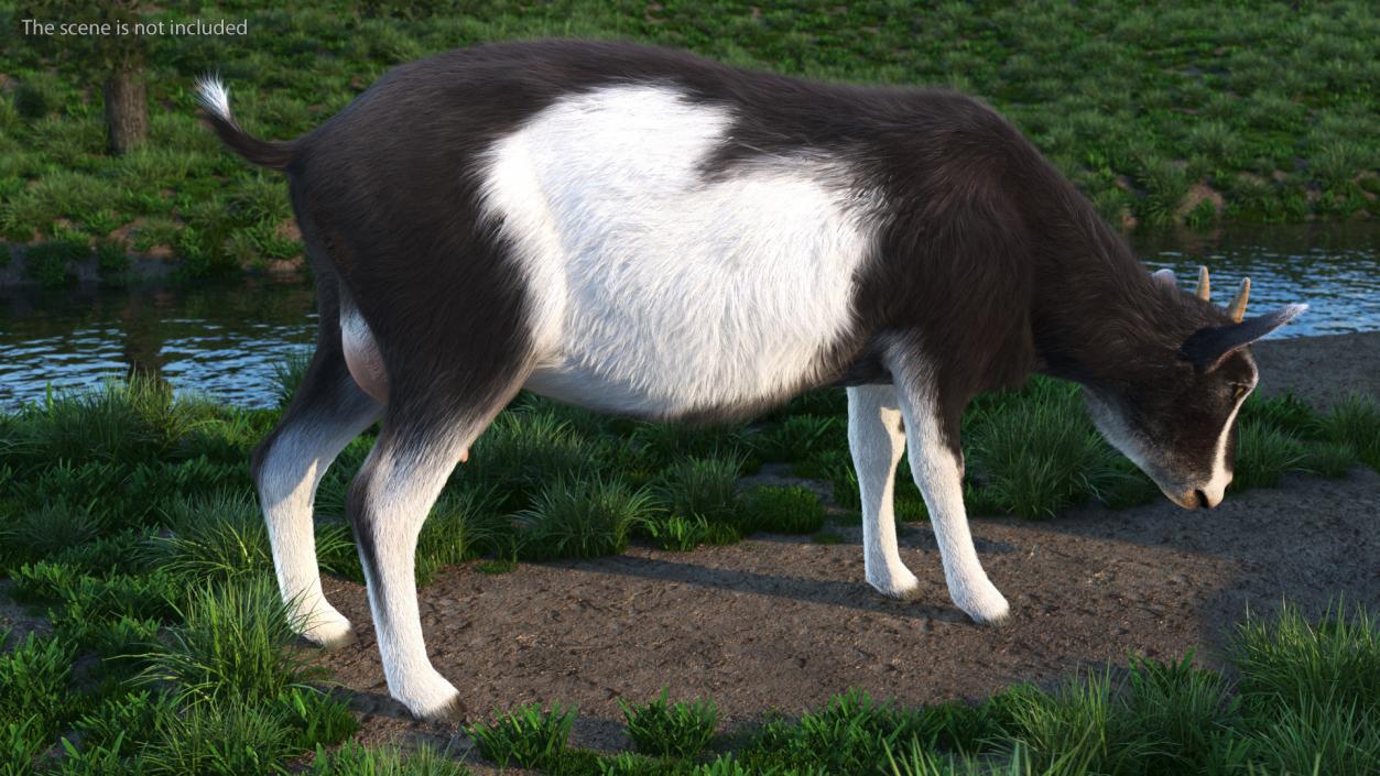 3D Grazing Goat Black-White Fur model