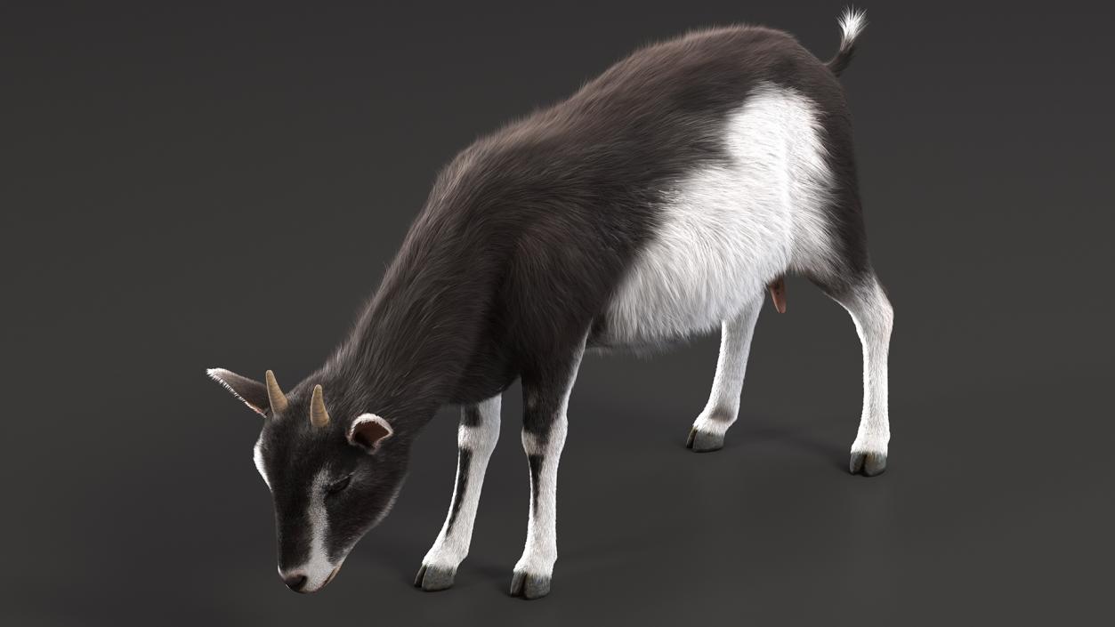 3D Grazing Goat Black-White Fur model