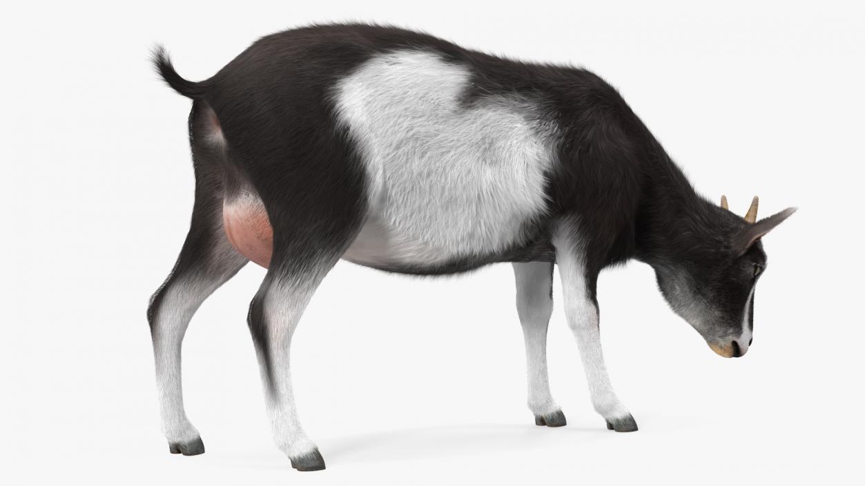 3D Grazing Goat Black-White Fur model