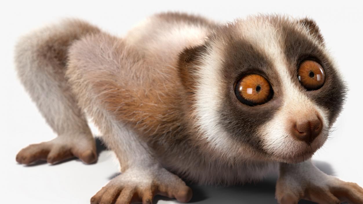 3D Sumatran Slow Loris Fur model