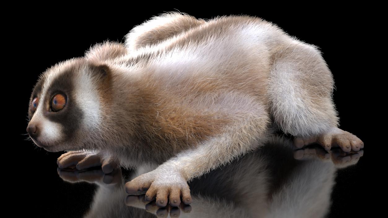 3D Sumatran Slow Loris Fur model