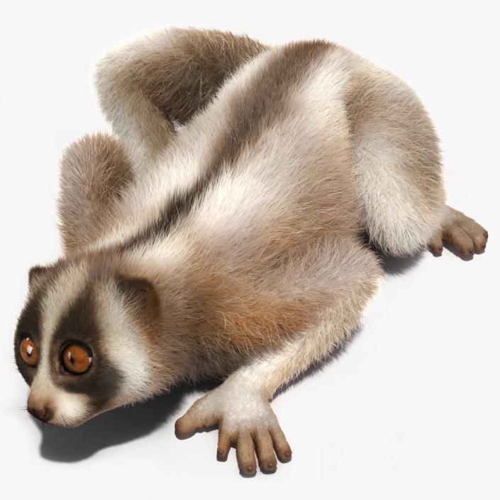 3D Sumatran Slow Loris Fur model