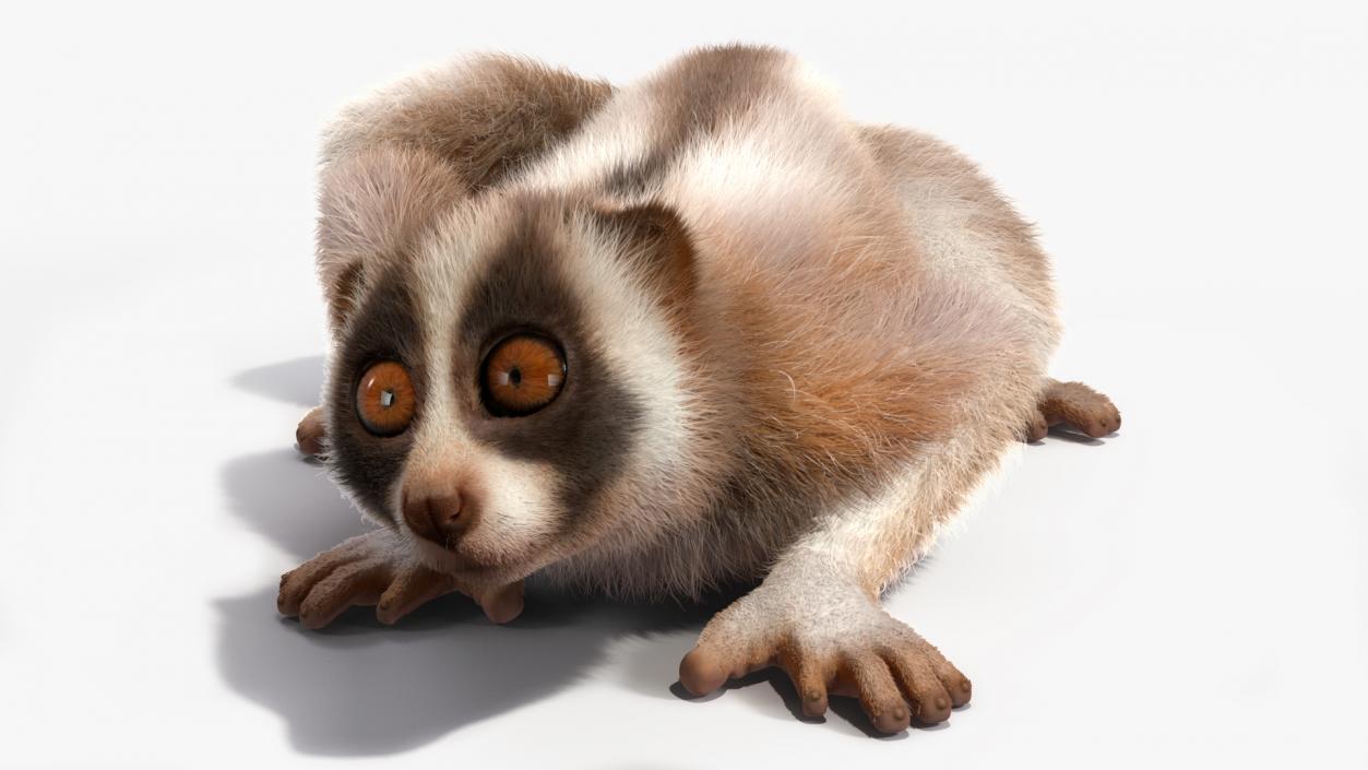 3D Sumatran Slow Loris Fur model