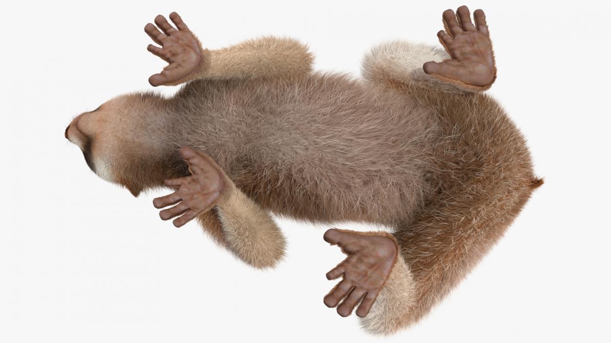 3D Sumatran Slow Loris Fur model