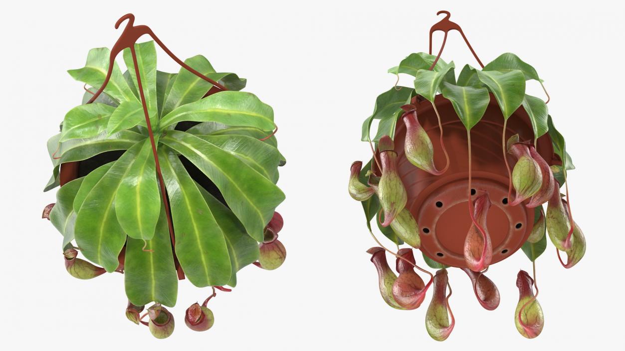 Carnivorous Plant in Hanging Pot 3D