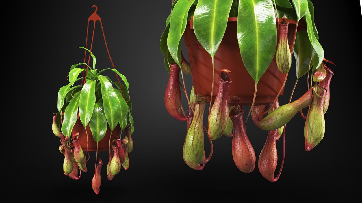 Carnivorous Plant in Hanging Pot 3D