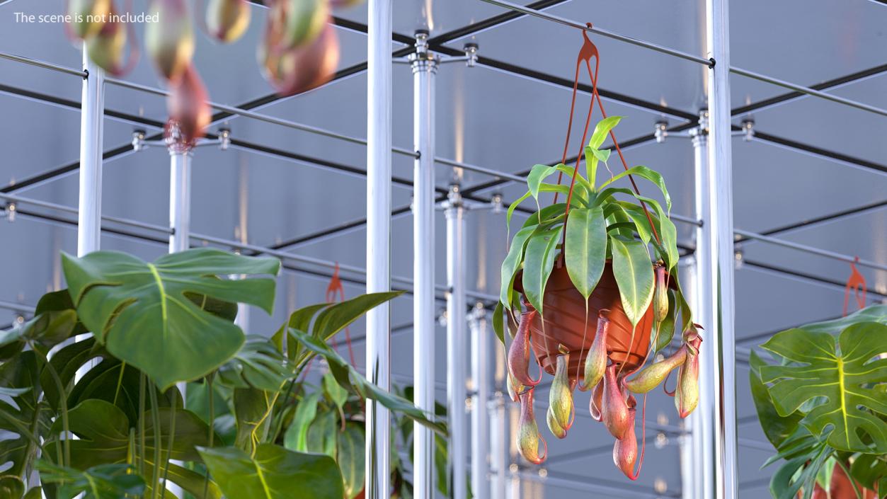 Carnivorous Plant in Hanging Pot 3D