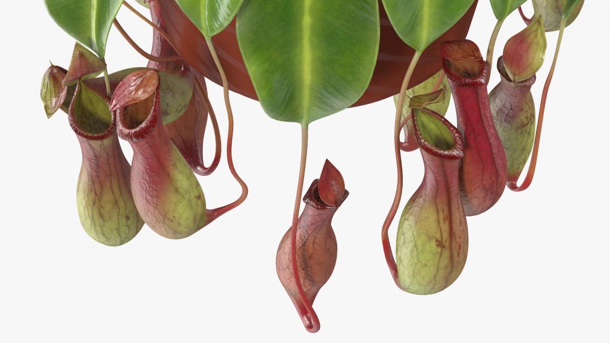 Carnivorous Plant in Hanging Pot 3D