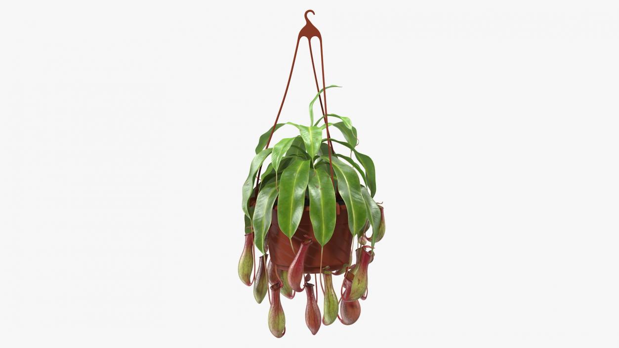 Carnivorous Plant in Hanging Pot 3D